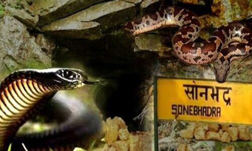 सोनभद्र में अब कैसे होगी खुदाई, सोने के खजाने पर है दुनिया के सबसे जहरीले सांपों की फौज का पहरा सोनभद्र में अब कैसे होगी खुदाई, सोने के खजाने पर है दुनिया के सबसे जहरीले सांपों की फौज का पहरा