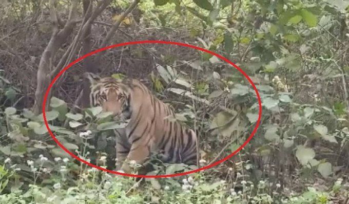 यूपी में लॉकडाउन के बीच सड़कों पर घूम रही बाघिन, दहशत में दो दर्जन गांव यूपी में लॉकडाउन के बीच सड़कों पर घूम रही बाघिन, दहशत में दो दर्जन गांव