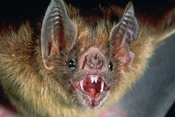 So bats are dying from brain hemorrhage | चमगादड़ों की मौत पर भारतीय पशु चिकित्सा अनुसंधान संस्थान बरेली के निदेशक डॉ. आरके सिंह ने कही बड़ी बात