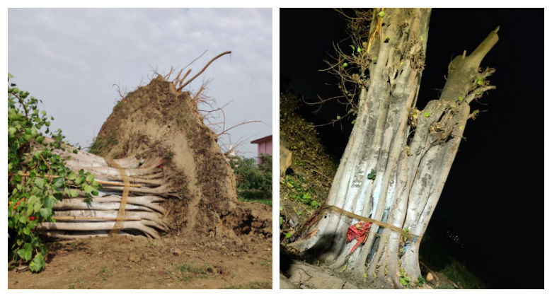 बिहारशरीफ में बड़ा चमत्कार: फिर से खड़ा हो गया आंधी में गिरा विशाल पीपल वृक्ष़, काटने पहुंचे बढ़ई को झटके से फैंका दूर बिहारशरीफ में बड़ा चमत्कार: फिर से खड़ा हो गया आंधी में गिरा विशाल पीपल वृक्ष़, काटने पहुंचे बढ़ई को झटके से फैंका दूर