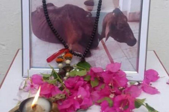 बागपत के एक किसान परिवार ने मनाई गाय की तेरहवीं, भोज में शामिल हुए ग्रामीण बागपत के एक किसान परिवार ने मनाई गाय की तेरहवीं, भोज में शामिल हुए ग्रामीण