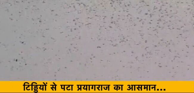 यूपी : प्रयागराज में टिड्डी दल का हमला, आसमान में दिखा ये नजारा , देखिए- VIDEO यूपी : प्रयागराज में टिड्डी दल का हमला, आसमान में दिखा ये नजारा , देखिए- VIDEO
