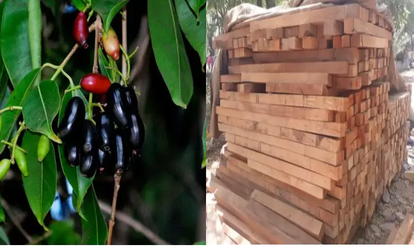 importance of jamun wood | जामुन की लकड़ी का महत्त्व