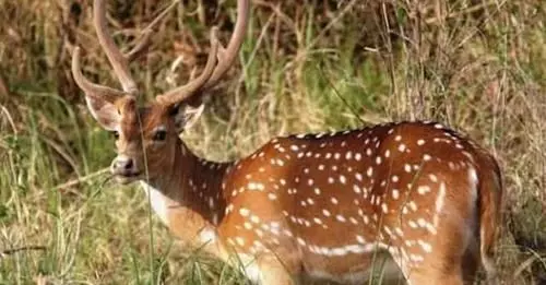 कुनों में चीतों के पसंदीदा भोजन के लिए जंगल में छोड़े गए 181 चीतल, खाली पेट आ रहे हैं चीते