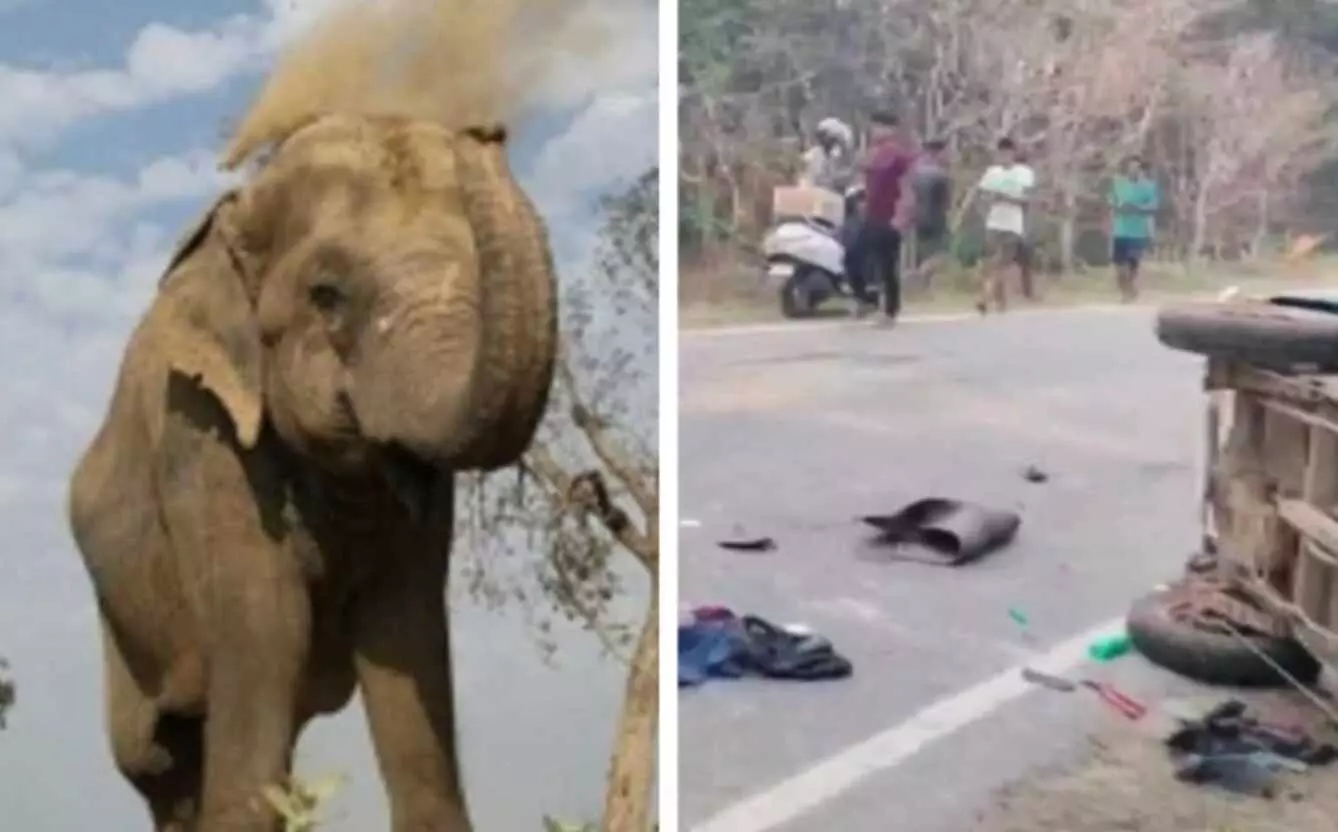 Elephant Attack: जंगली हाथी ने ऑटो को पलटा, कार में मारी टक्कर, हादसे में एक मासूम बच्चे समेत 3 की मौत