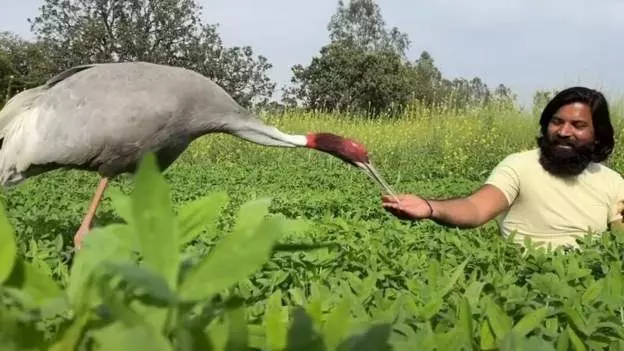 अखिलेश के बाद वरुण गांधी ने दिया सारस को लेकर ये बयान, दोस्ती मत तोड़ो