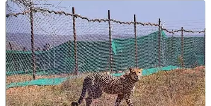 मध्य प्रदेश के कूनो में एक और चीते की मौत