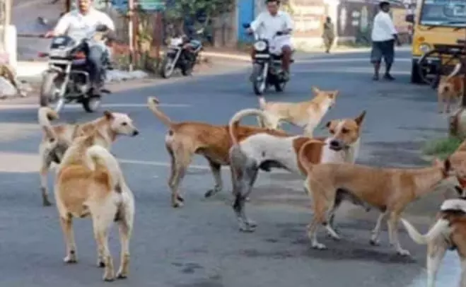 G20 शिखर सम्मेलन से पहले आवारा कुत्तों से मुक्त होगी दिल्ली; जाने कैसे?