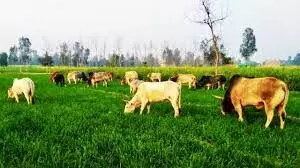 Stray cattle became a menace for farmers in UP