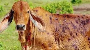 Danger of Lumpi virus again looms over animals, know the preventive measures
