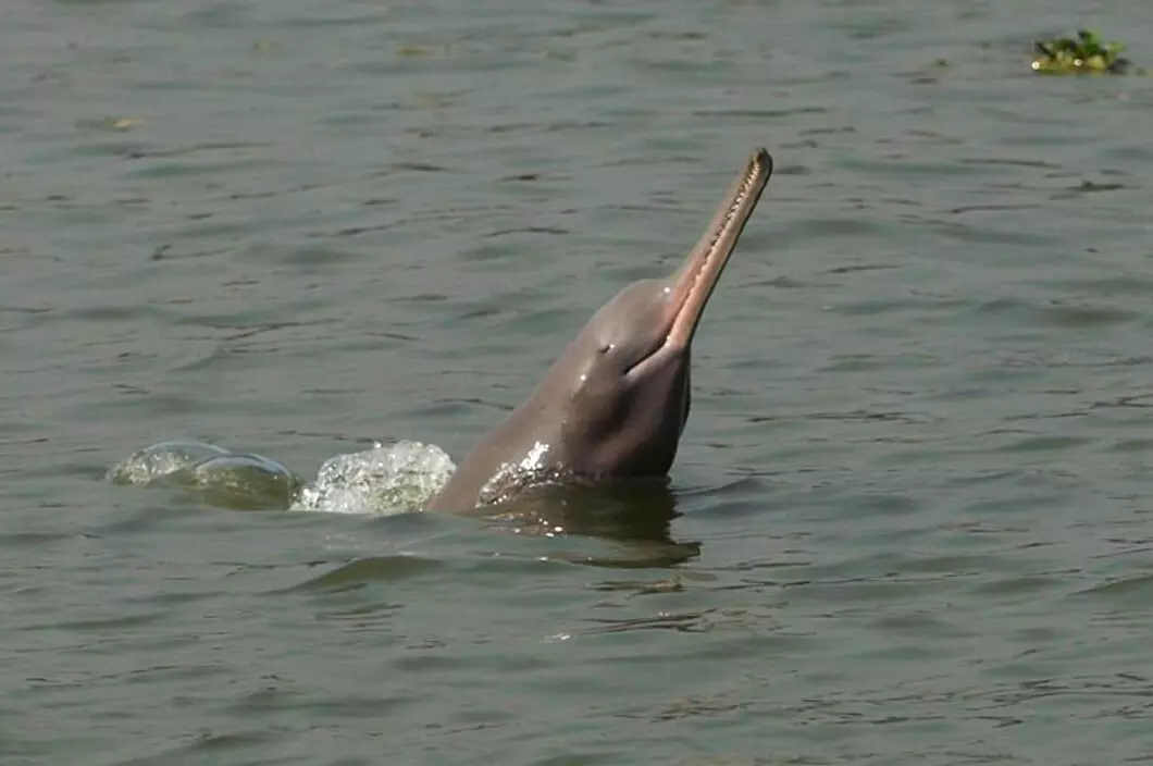 Counting of rare dolphins started in Ganga, know how the counting will be done