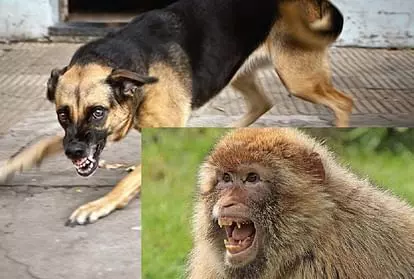 Job to catch dog and monkey in UP, know the full news