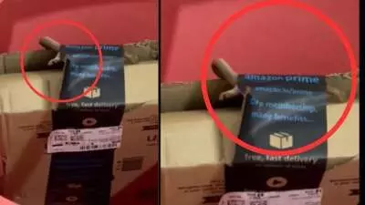 कपल ने Amazon से मंगाया सामान, पैकेज खोलते ही उडे़ होश अंदर निकला जिंदा कोबरा, वीडियो देख होश उड़ जाएंगे!