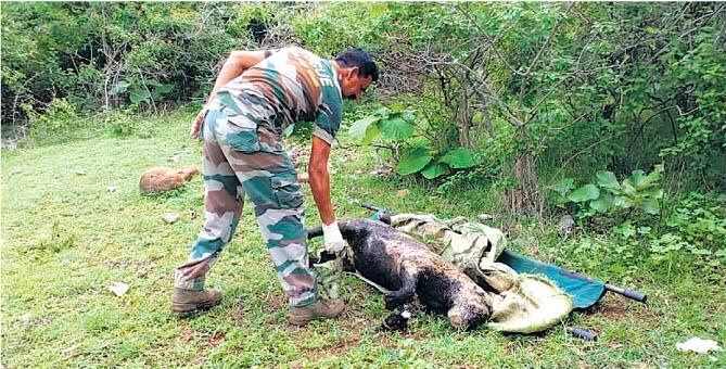 करंट से दो तेंदुओं की मौत